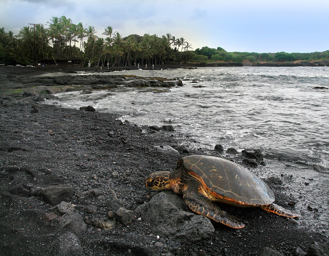 Hawaiian green sea turtle in shallow water