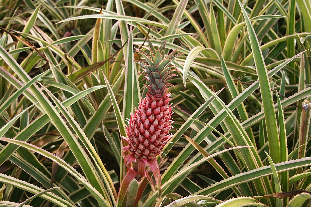 Dole Pineapple Plantation fields